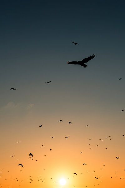 kraaien zwerm zonsondergang van Reno  van Dijk