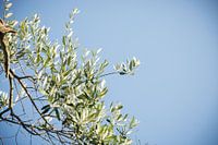 Olive leaves on a tree with a blue sky as background