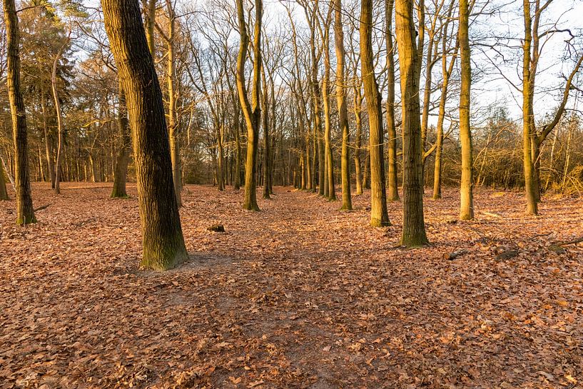 Kap Wälder von Jaap Mulder