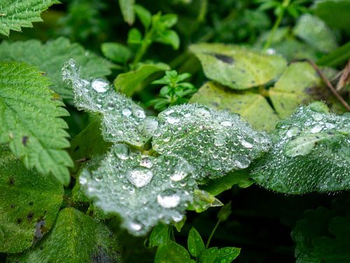 raindrops are like little pearls