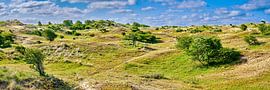 Panoramablick auf die niederländischen Dünen von eric van der eijk