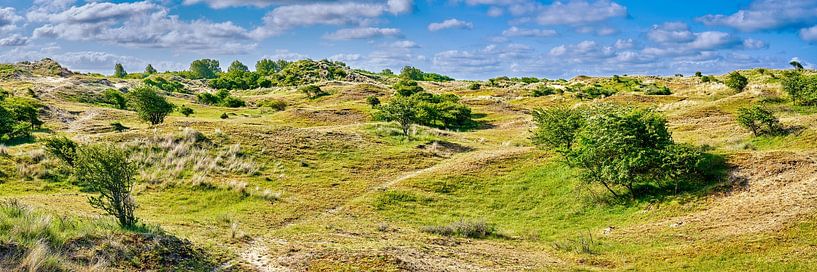 Panoramic view of the Dutch dunes by eric van der eijk