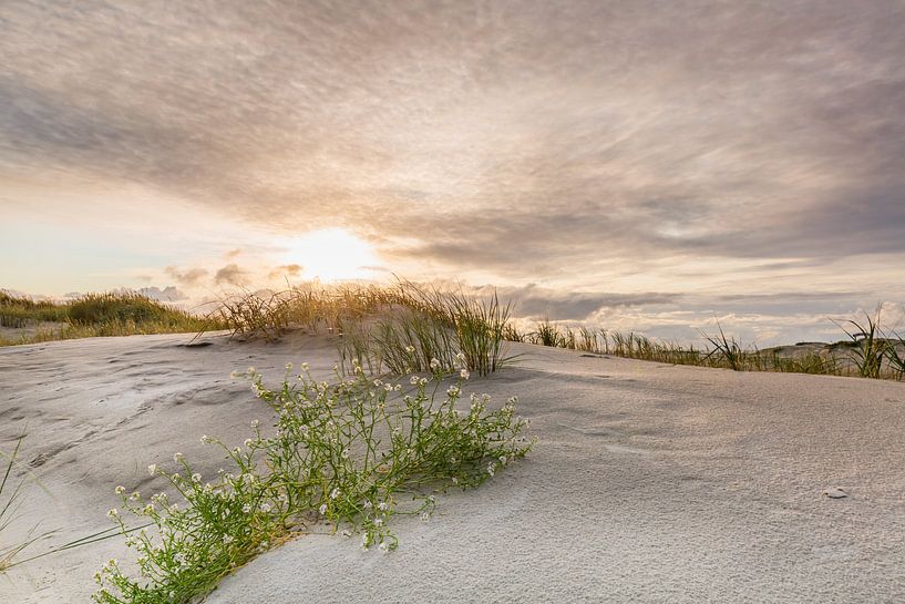 Zeesering in de gouden avondzon van Ursula Reins