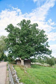 Old oak tree at the edge of a path near a meadow. Field with grass, blue sky.