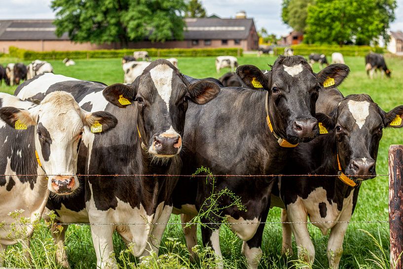 Nieuwsgierige koeien in Zuid-Limburg van John Kreukniet