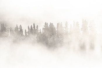 Trees shrouded in mist