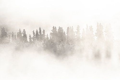 In mist gehulde bomen