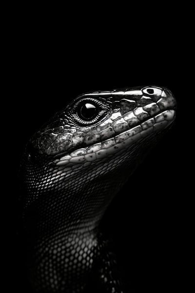 Eidechse von Poster Art Shop