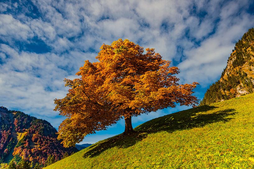 Châtaignier en automne par Walter G. Allgöwer