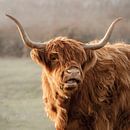 Portret van de schotse hooglander van Jolanda de Leeuw thumbnail