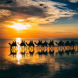 Kamele bei Sonnenuntergang Australien von Eveline Dekkers