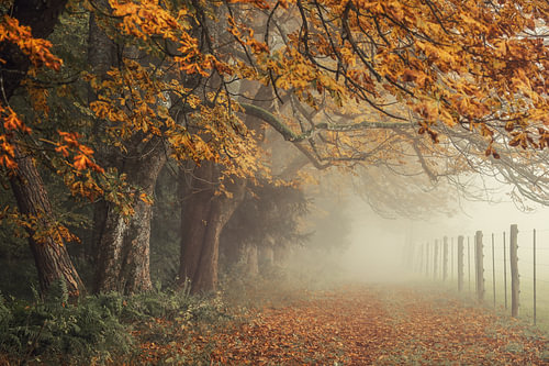 Herfstkastanjebomen op de Bodanrück bij Bodman
