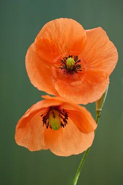 Deux coquelicots sur Cor de Hamer