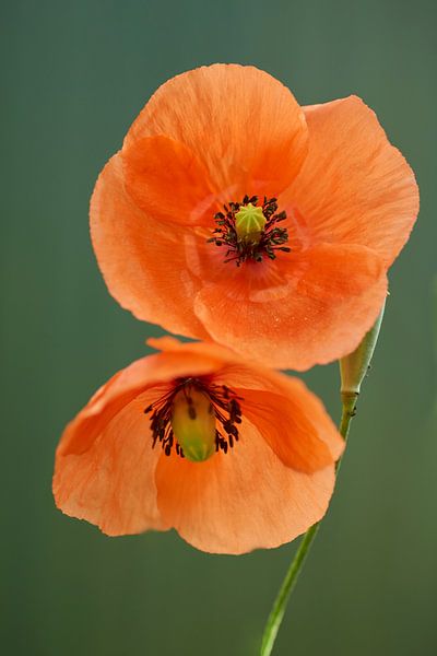 Zwei Mohnblumen von Cor de Hamer