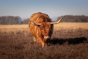 Ein schottischer Highlander kommt auf dich zugerannt