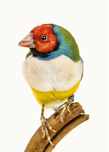 Rariteitenkabinet_Vogel_10