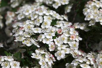 Lente Ontwaken van Thomas Jäger