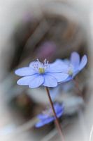 Alpenflower Hepatica Nobilis
