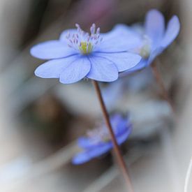 Alpenblum Hepatica Nobilis von Mariette Alders