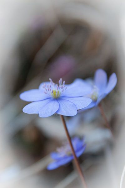 Alpenflower Hepatica Nobilis by Mariette Alders