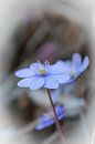 Alpenflower Hepatica Nobilis by Mariette Alders thumbnail