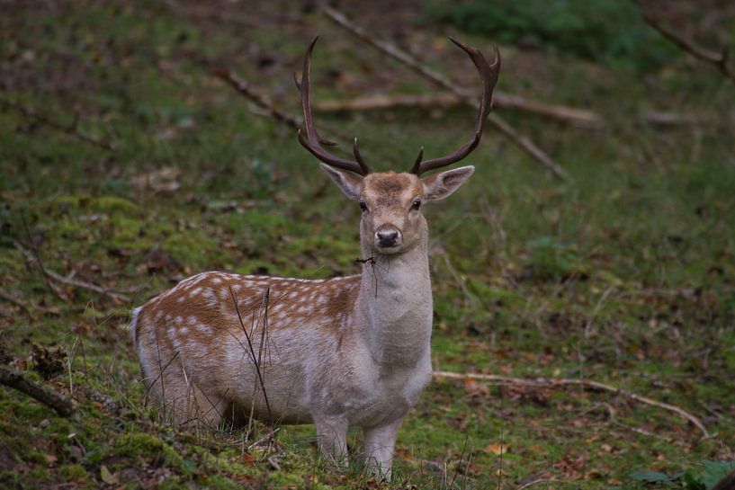 Fallow deer by Wesley Klijnstra