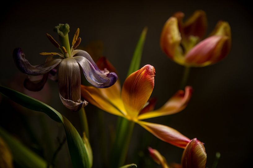 Poetry in motion - modern ballet for tulips by Marc Wielaert