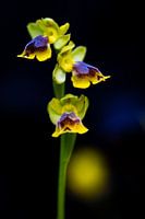 Komposition mit wilder gelber Spiegelorchidee in Schwarz, Gelb und Blau
