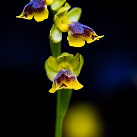 Compositie met wilde gele spiegelorchidee in zwart, geel en blauw van Lex van den Bosch