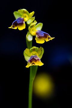 Composition with wild yellow mirror orchid in black, yellow and blue by Lex van den Bosch