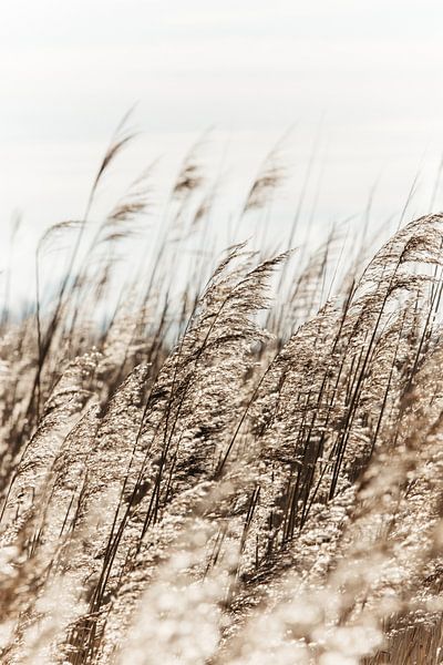 Fahnen im Wind von Marlot Bakker