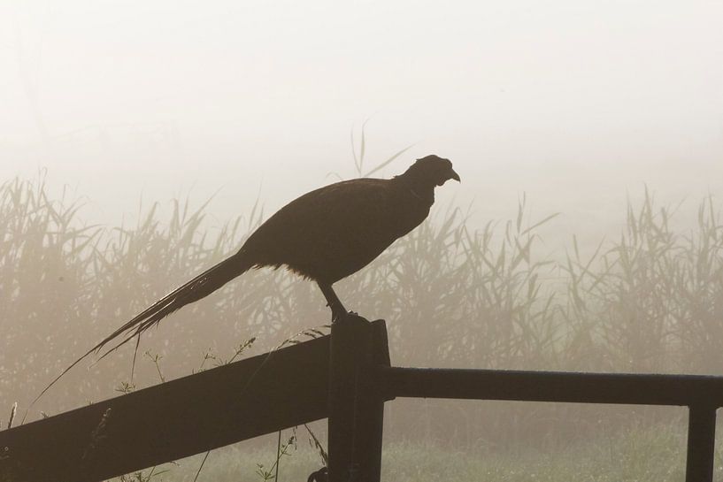 feasant by ton vogels