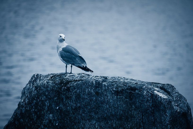 Zeemeeuw op een steen aan het fjord in Noorwegen van Martin Köbsch
