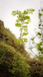 Une nouvelle vie dans la nature