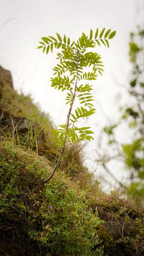 Neues Leben in der Natur von Aron.jpg