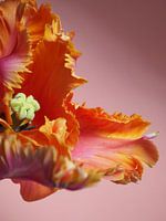 BLUME EXPLOSION PAPAGEI ZELLSTOFF MIKRO