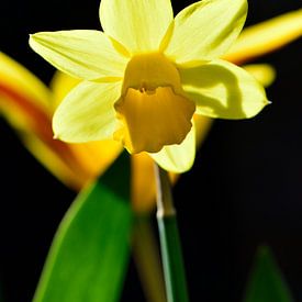 A flowering daffodil in the sun by Gerard de Zwaan