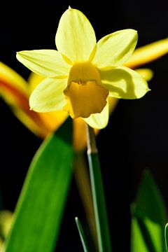 Une jonquille en fleur au soleil sur Gerard de Zwaan