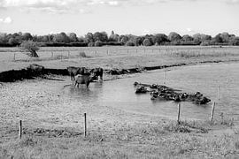 Buffalo in the bath by Framed by Elisabeth