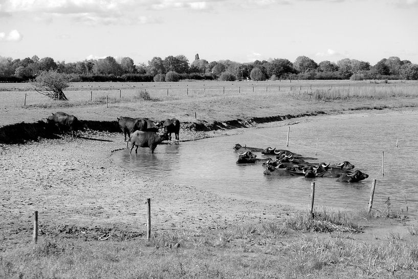 Buffalo in the bath by Framed by Elisabeth