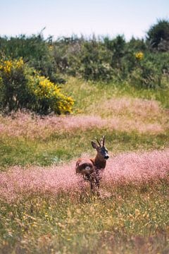 Deer in a Swedish flower meadow by Patrick Wittling