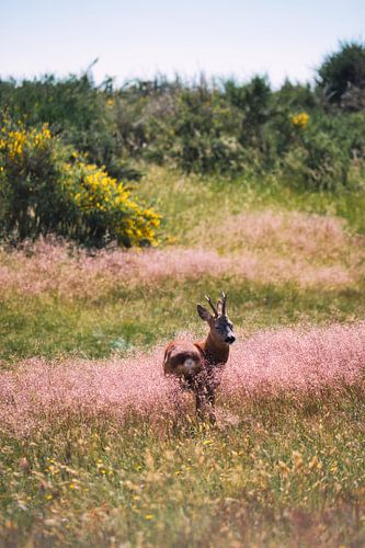 Deer in a Swedish flower meadow