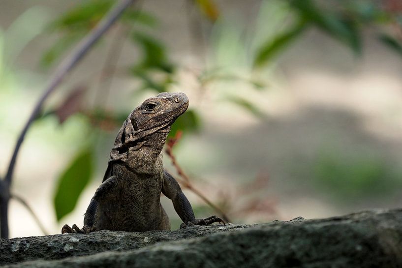 Lizard on a small wall by Astrid Brouwers