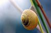 Close-up van een slak hangend aan een tak van Gabsor Fotografie thumbnail