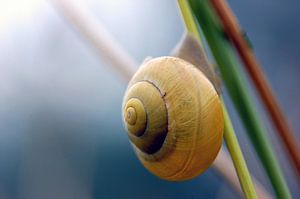 Close-up van een slak hangend aan een tak