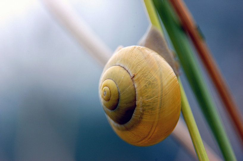 Close-up van een slak hangend aan een tak par Gabsor Fotografie