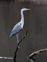 Reiher auf dem Ausguck