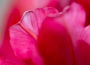 Gros plan sur les tulipes sur Rob IJsselstein