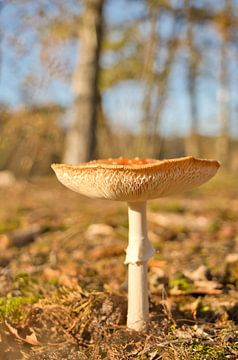 Rode paddestoel in de herfst 2 van Erika van Elst