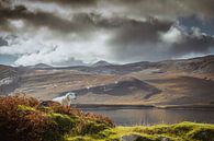 Ein Schaf in Schottland sein von Fenna Duin-Huizing Miniaturansicht